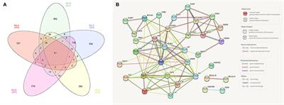 A Comparative Meta-Analysis and in silico Analysis of Differentially Expressed Genes and Proteins in Canine and Human Bladder Cancer